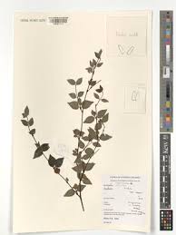 Image result for Mostuea batesii