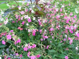Image result for Nicotiana