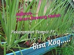 Cara menanam bawang daun sendiri di rumah tidaklah sulit. Cara Menanam Daun Bawang Prei Info Kece