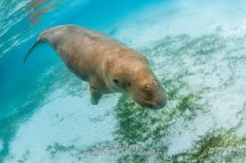 A large sea animal, similar to a manatee, that is found mainly in the indian and pacific oceans…. A Strange Mermaid Called Dugong Alor Indonesia