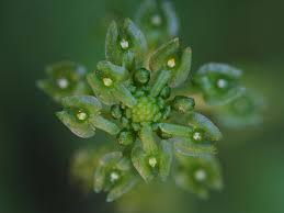 Image result for Malaxis