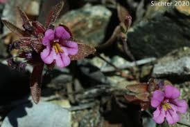Image result for Mimulus gracilis