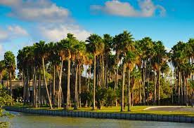 Brownsville Palm Trees Texas Vacations Brownsville Texas Visit Texas