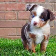 Toy aussie puppies for sale 500 texas. Walker S West Tx Aussies Toy Mini Home Facebook