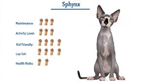 Available in san diego, ca, call us now, we offer bare kittens and hairless cat adoption. Sphynx Cat Breed Everything You Need To Know At A Glance