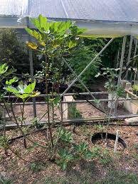 Image result for Ficus fischeri