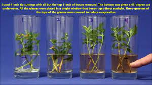 All of our hanging water gardens™ come with free live plants. Best Way To Propagate Stem Cuttings In Water Youtube