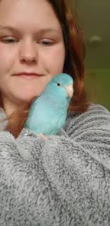 Challenges of Renting with Birds as Pets