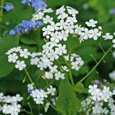 Image result for Baissea viridiflora