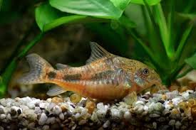 Pesci Pulitori Nell Acquario Caratteristiche Funzione E Curiosita