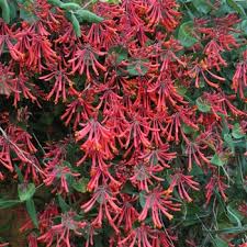Image result for Lonicera confusa