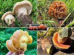Mit wenig aufwand wohlschmeckende diverse speisepilze im garten anbauen. Pilze Im Mai Die Bei Uns Haufigstens Speisepilze Im Pilzmonat Mai Maipilz Hexenrohrl Morcheln Youtube Pilze Essbare Pilze Speisepilze
