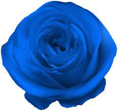 Blue Rose Png Clip Art Rose Png Blue Rose Rose