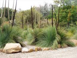 Image result for Xanthorrhoea