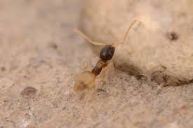 Limiting those causes can help prevent them from even wanting to come in. How To Get Rid Of Ants Fast Permanently The Ultimate Guide 2021