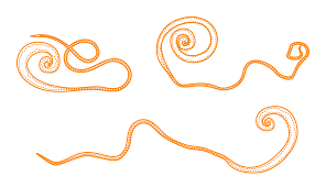 Image result for Whipworm