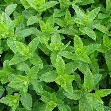 Plante qui ?loignent les mouches. Les Plantes Anti Moustiques Guepes Et Mouches Bacsac