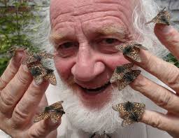 A poison'd chalice tale: butterfly extinction in eco-evolutionary trap