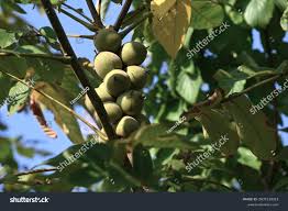 Image result for Juglandaceae