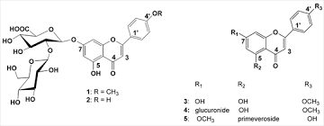Image result for Glyphaea