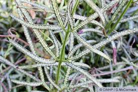 Image result for Pteris kivuensis