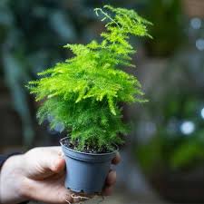 Image result for Asparagus setaceus