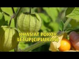 Agro technology park in mardi, tanah rata ảnh: Khasiat Pokok Letup Ciplukan Youtube