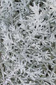 Image result for Xyris schliebenii