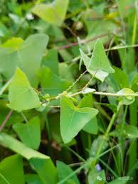 植物与十二生肖：植物里的“蛇”！ - 关注森林