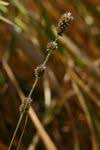 Image result for Eragrostis congesta
