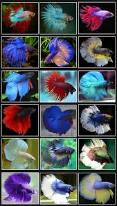 Males in particular are prone to high levels of aggression and will attack each other if housed in the same tank. Pin On Fishes