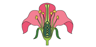 Adaptations: How Is A Flower Adapted ...