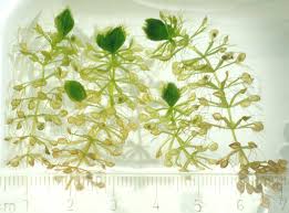 Image result for Aldrovanda vesiculosa