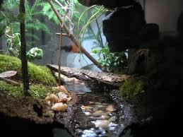 What Could I Make A Stream Out Of So The Water Would Slowly Leach Into The Substrate And Keep The Humidity Up Frog Terrarium Vivarium Dart Frog Vivarium