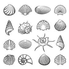 How to draw a sea shell. Hand Drawn Sea Shell Set Draw Sea Shell Tattoos Seashell Tattoos