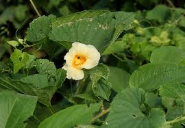 Image result for Momordica foetida