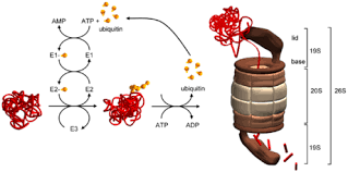 They are being studied in the treatment of cancer; Das Ubiquitin Proteasom System Medizinische Klinik Mit Schwerpunkt Kardiologie Und Angiologie Charite Universitatsmedizin Berlin