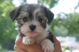 We did not find results for: 10 Reasons To Get A Havanese Puppy Kase Havanese