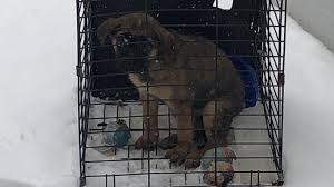 Cheryls pet sitting of columbus, ohio. Puppy Shot In Head With Bb Gun Left In Cage Outside Franklin County Dog Shelter Wsyx