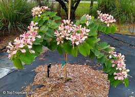 Image result for Bauhinia monandra