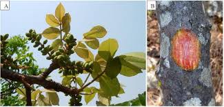 Image result for Lannea schimperi