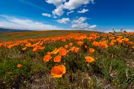 A dozen photos of wildflowers blooming in the antelope valley. Time Nears For State S Golden Poppy Season To Bloom Escalon Times