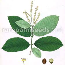 Image result for Terminalia superba