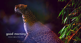 Good Morning Leopard Wild Animal Greetings Animals Wild Wild Animals Photos Animals
