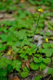 Image result for Ranunculus multifidus
