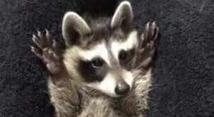 Mix 1 part powder to 2 parts warm water. Baby Raccoon Receives Wheelchair Rolls Towards Recovery