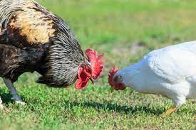 Wild Hen