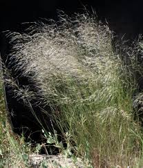 Image result for Stipagrostis