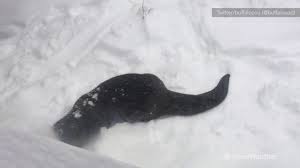 31 f nw parkside station|report. Aww Otters Playing In The Snow In Buffalo Zoo Weather Today