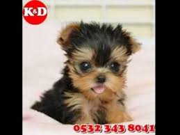 Istanbul Yavru Kopek Ilanlari Yorkshire Terrier Evcil Hayvanlar Hayvan